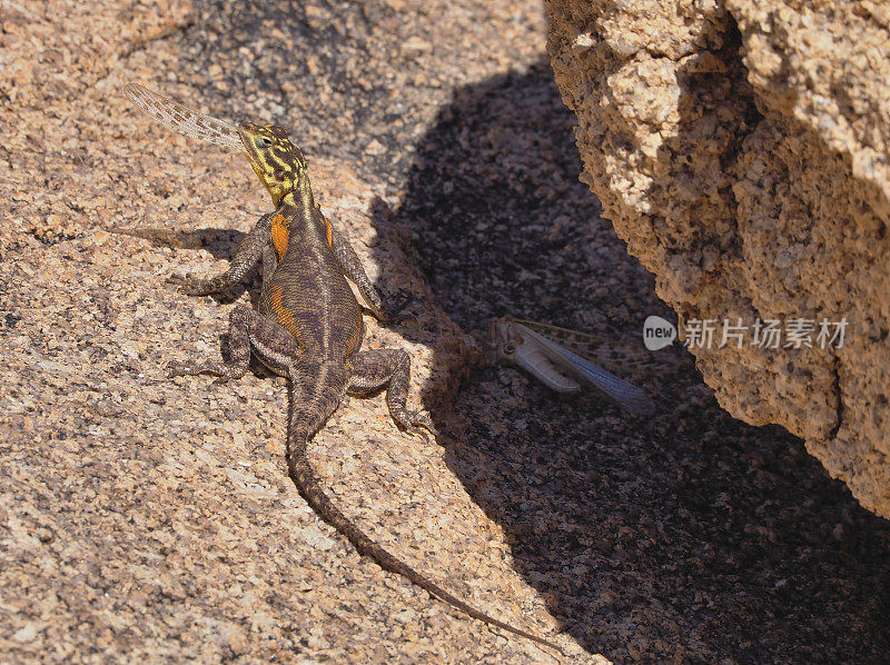 雌性Namib rock agama (agama planiceps)吃昆虫